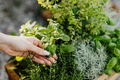 Plantas curativas, plantaterapia